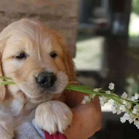 Restaurant La Martiniere Hotel Montélier
